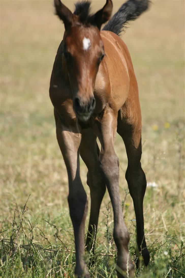 Arabisk fuldblod (OX) Aleifah billede 9