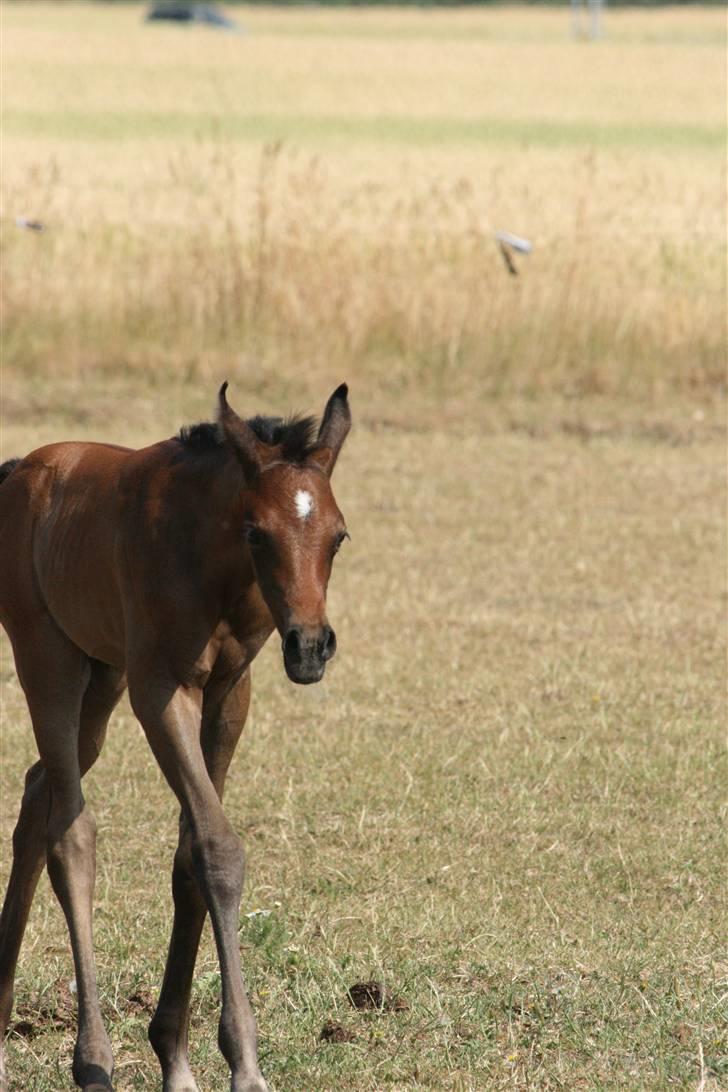 Arabisk fuldblod (OX) Aleifah billede 10