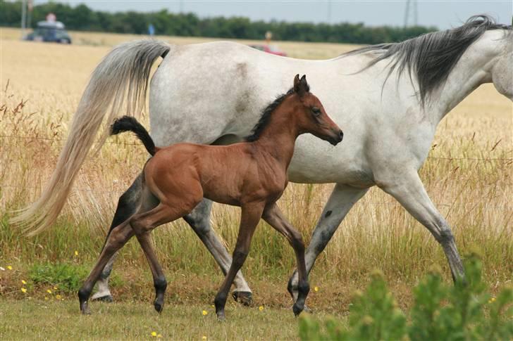 Arabisk fuldblod (OX) Aleifah billede 11