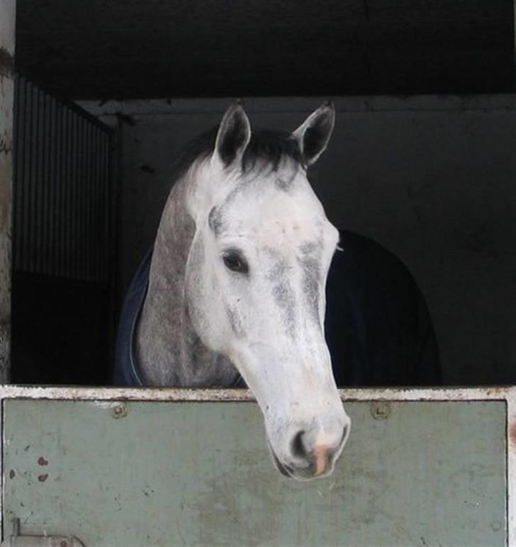 Holstener Cobra billede 6