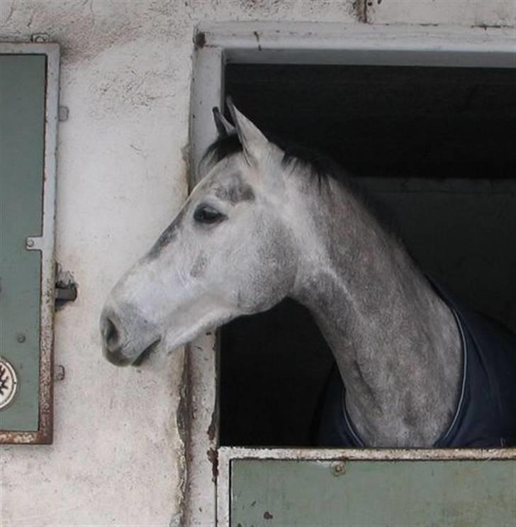 Holstener Cobra billede 7