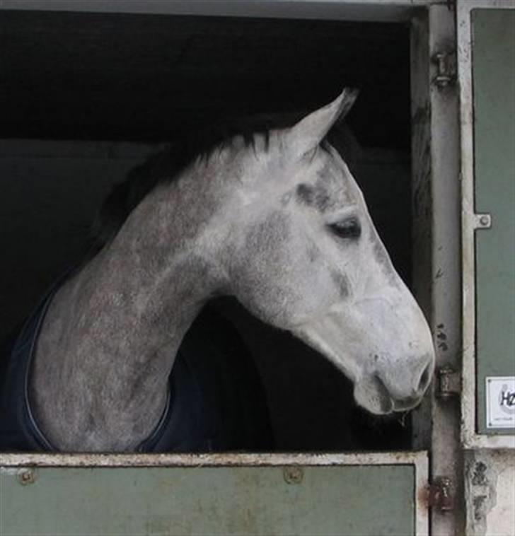 Holstener Cobra billede 8