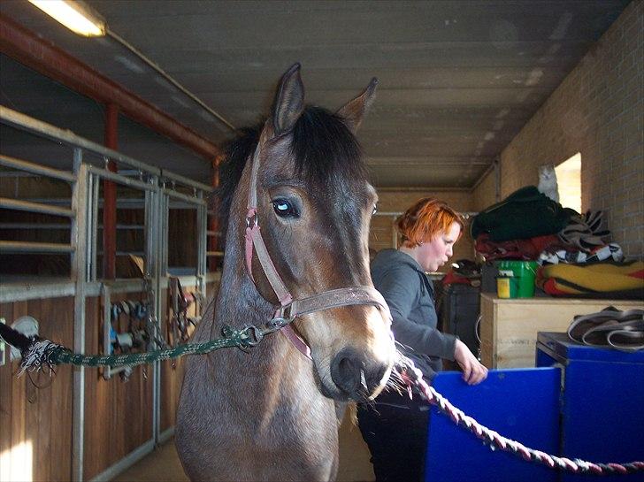 Welsh Partbred (Sec F) Kildegård Laura  billede 15