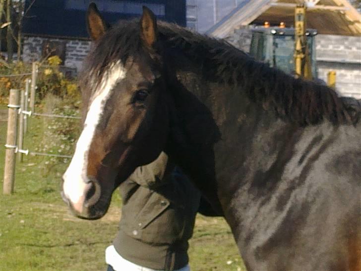 Anden særlig race Jackson *R.I.P* - Solskins billed! billede 14