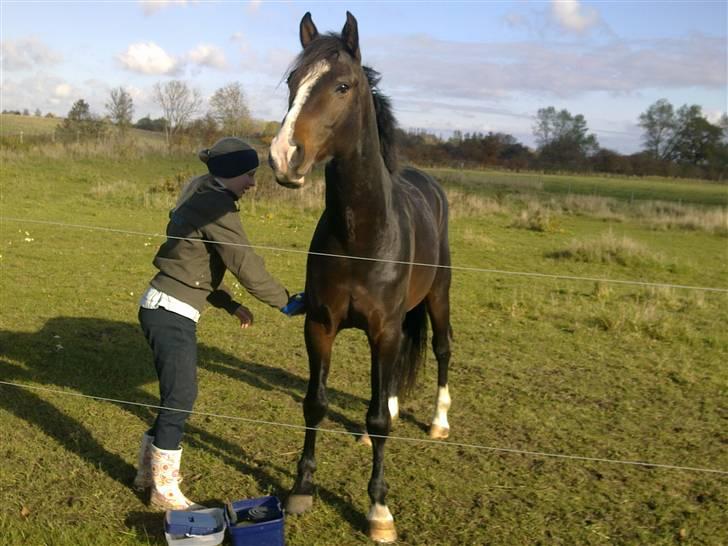 Anden særlig race Jackson *R.I.P* - Pretty Boy!<3 billede 16