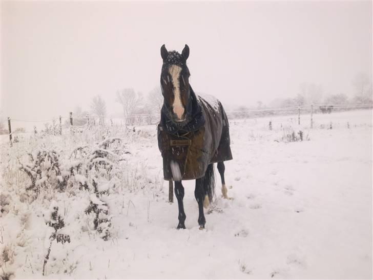 Anden særlig race Jackson *R.I.P* - Et snevejrs billed!<3 billede 17