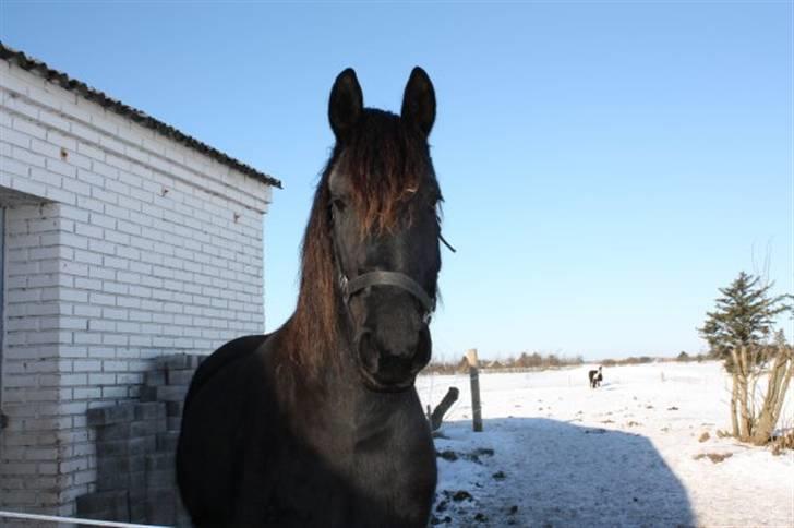 Frieser Dieke B billede 6