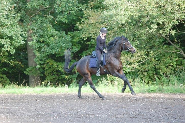 Polsk Varmblod Mikador (solgt) - min skønne hest :´) 22.09.10 billede 20