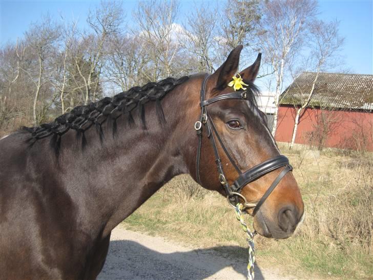 Dansk Varmblod »Gorm«  - (6) Gorm, du vil altid være den smukkest hest jeg har set<3   *foto Mig* billede 6