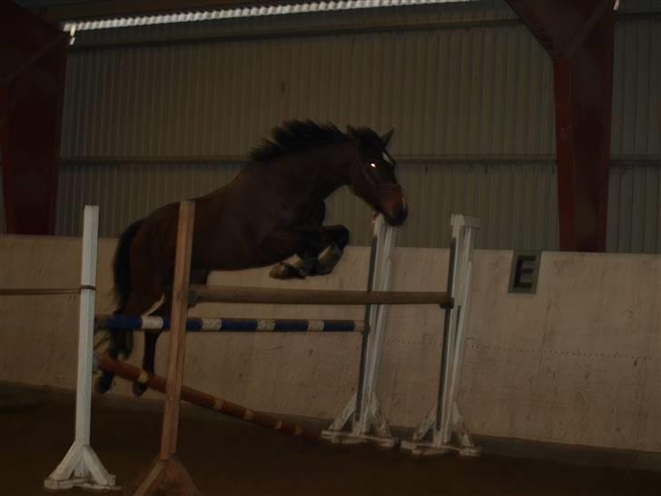 Dansk Varmblod Nørremøllehøj´s Luna (Solgt til norge) - 14-02-2010 løsspring her springer hun 135 billede 16