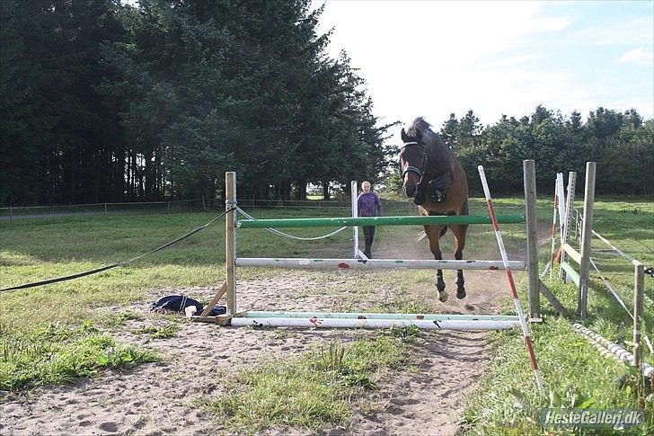 DSP Kvazandra Lapaz<3  - 105 cm billede 11