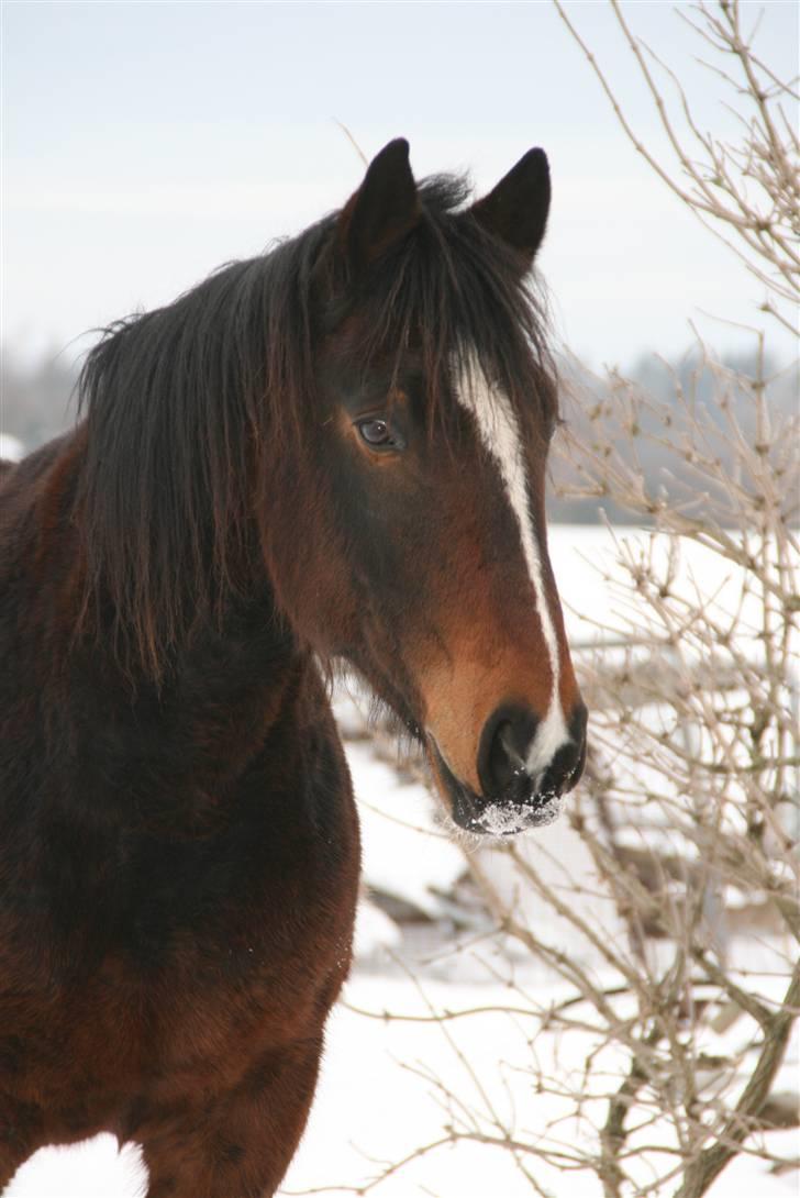 Anden særlig race Bølle. - Bølle. 2010 billede 2
