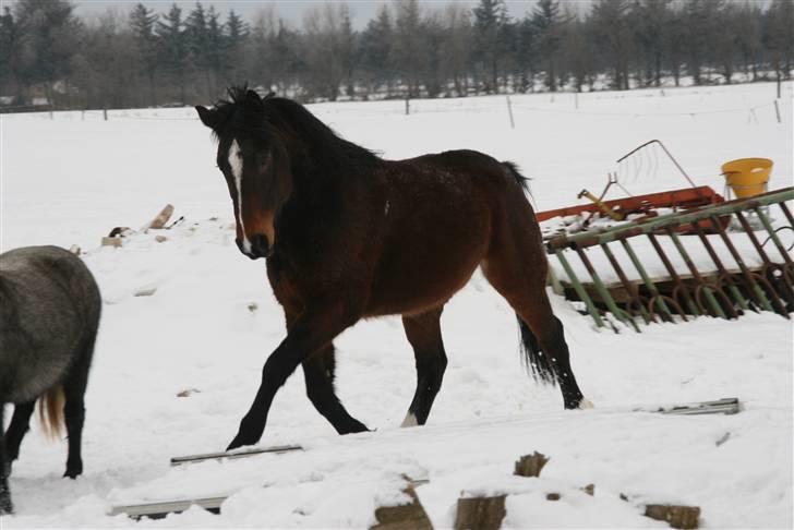 Anden særlig race Bølle. - Når man blære sig lidt for en køn Hoppe d;?<3 billede 4