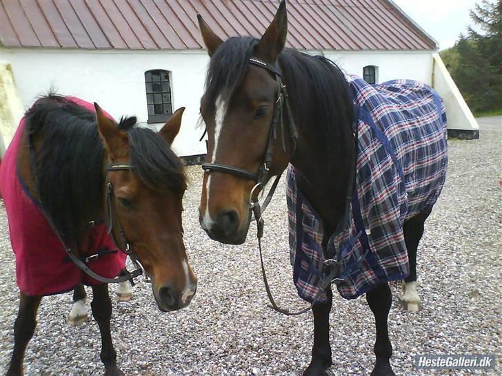 Anden særlig race Bølle. billede 7