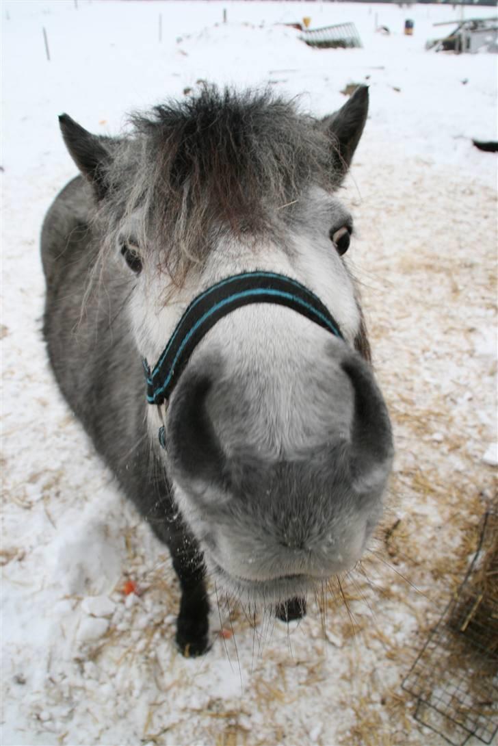 Anden særlig race Bette-my. Solgt. - GooooodaaaaaaaaaG og velkommen til min profil :D!<3 billede 1