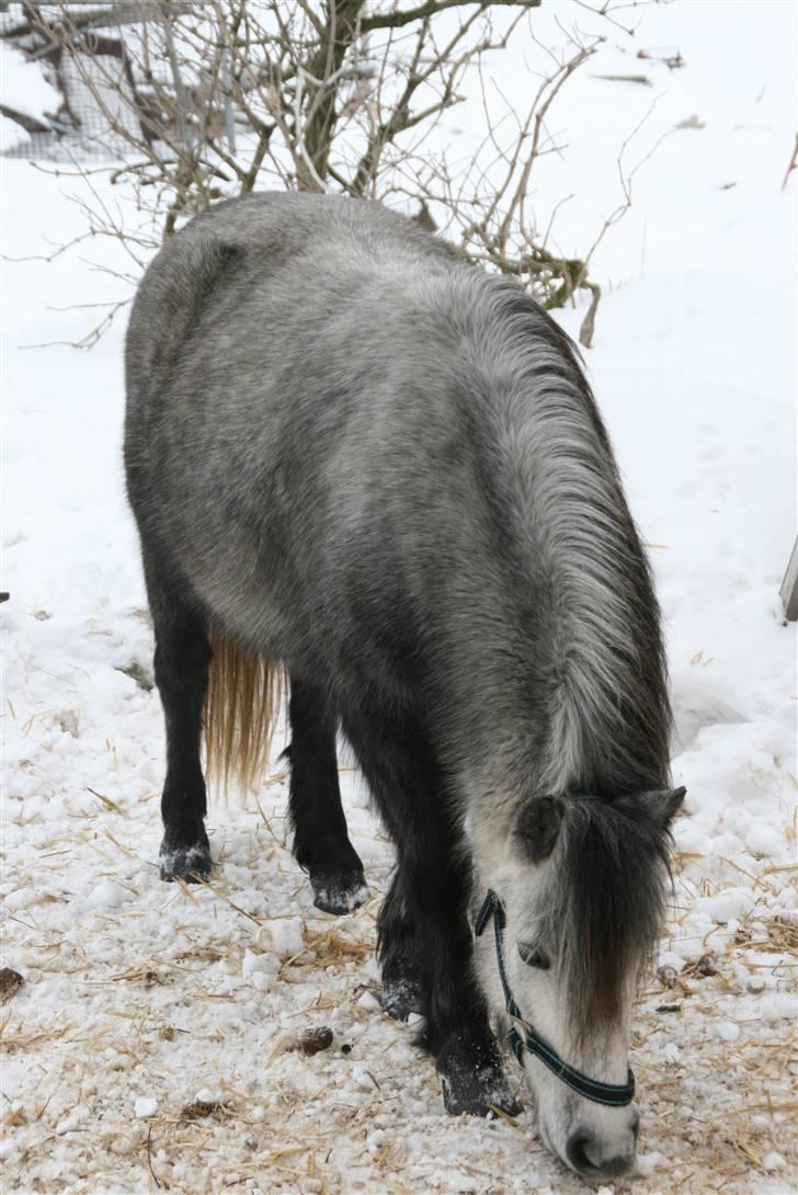 Anden særlig race Bette-my. Solgt. - Det lugter nu ikke ring det sne (;?<3 billede 2