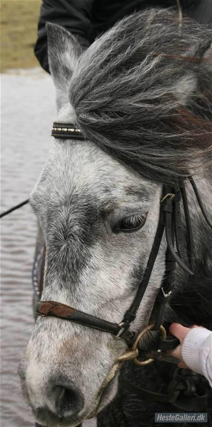 Anden særlig race Bette-my. Solgt. - Sommeren´09. billede 3