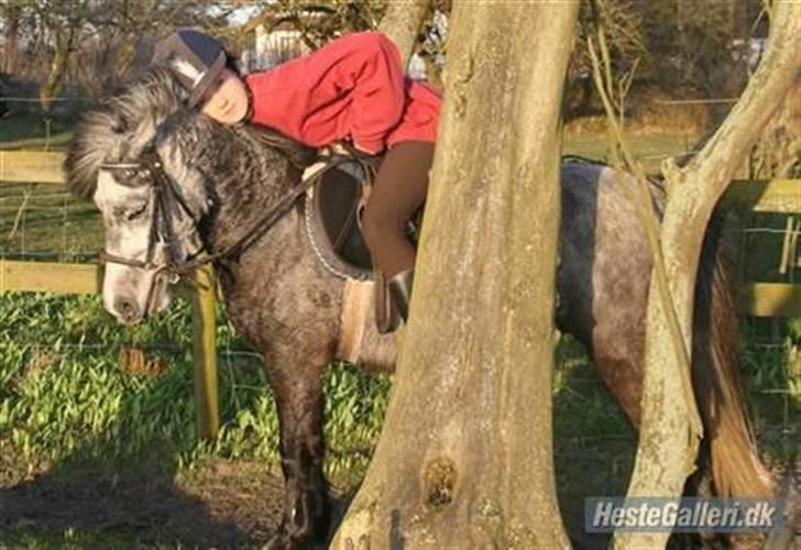 Anden særlig race Bette-my. Solgt. billede 6