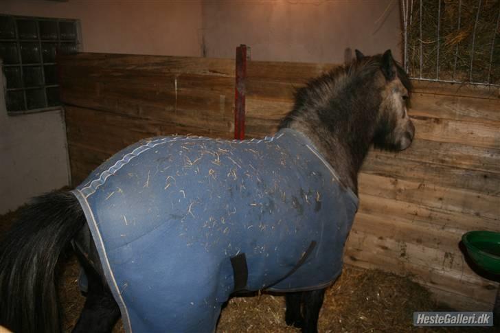 Anden særlig race Bette-my. Solgt. billede 7