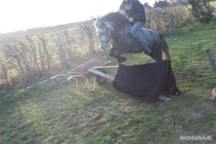 Anden særlig race Bette-my. Solgt. billede 8