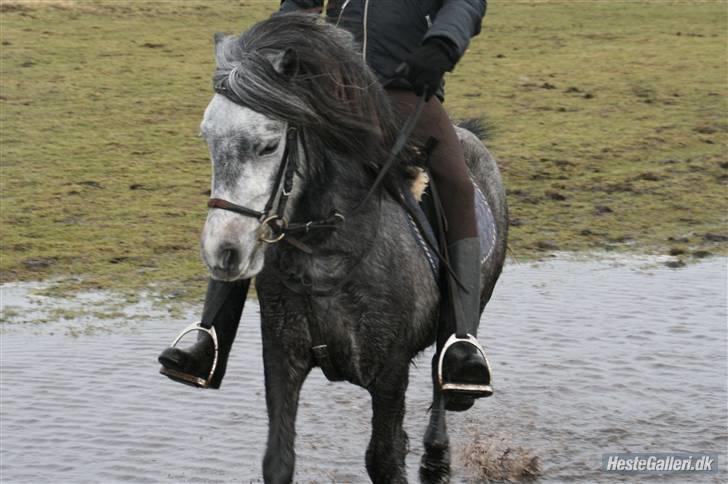 Anden særlig race Bette-my. Solgt. billede 9