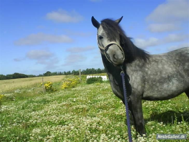 Anden særlig race Bette-my. Solgt. billede 10