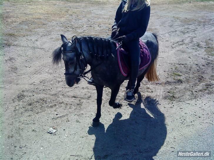 Anden særlig race Bette-my. Solgt. billede 11