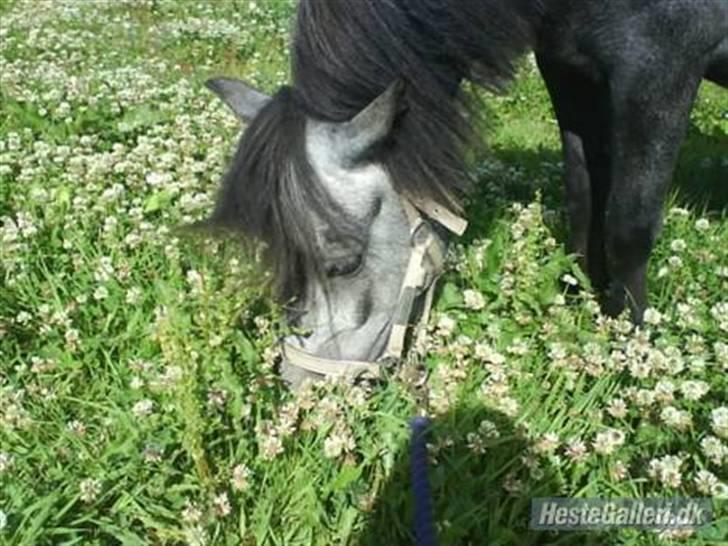 Anden særlig race Bette-my. Solgt. - Rigtigt dejligt græs lugter også bedre d; billede 12