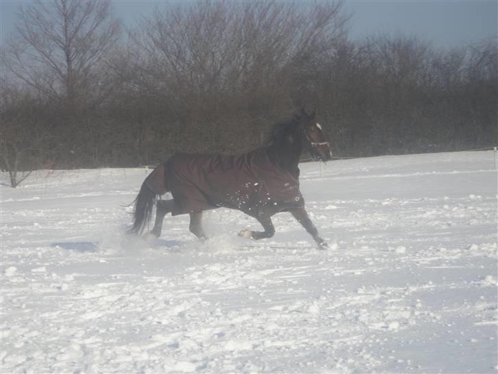 Traver Joy Plet billede 17