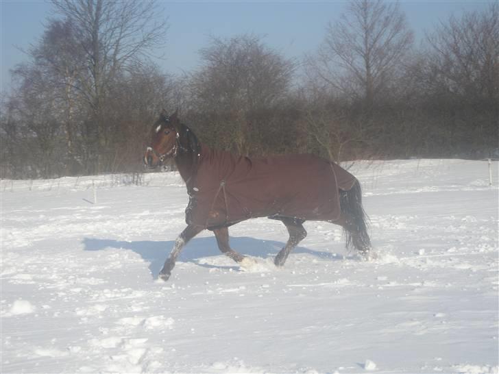 Traver Joy Plet billede 14