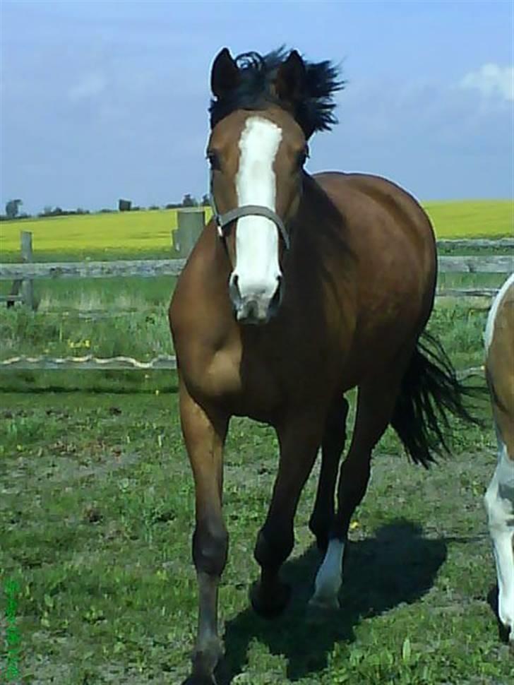 Dansk Varmblod Strandgaardens Karisma - Karisma i trav på folden :) billede 7