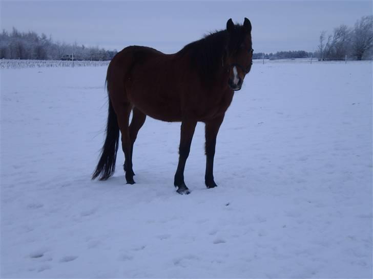 Traver Handmade R.I.P - Velkommen til Handmead´s profil håber i syntes godt oom hende<3 billede 1