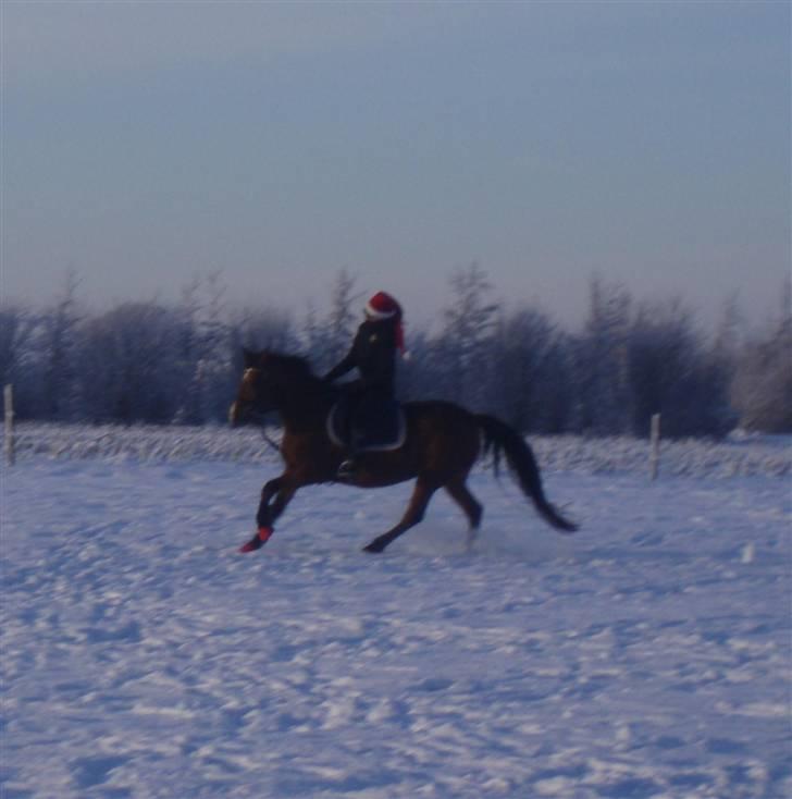 Traver Handmade R.I.P - Så gallopere hun<3 billede 5