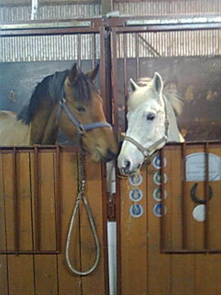 Hollandsk Sportspony Silver Cheval  R.I.P  - Silver og hans gode stald kamarat Light Foot!!:D billede 18