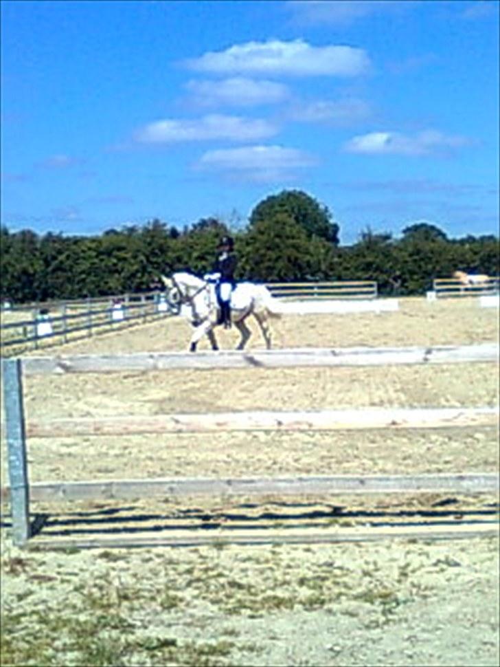 Hollandsk Sportspony Silver Cheval  R.I.P  - Silver og hans gode stald kamarat Light Foot!!:D billede 19