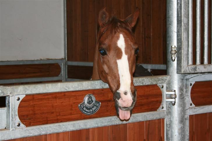 DSP Zendro A-pony<3 - Til Landsstævne i Middelfart, Zendro i hans boks:)<3 Feb 10 Foto: Mor billede 8