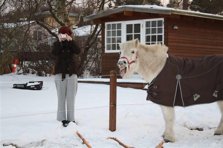 Islænder Pandra - Pandra den 14-2-2010 billede 8