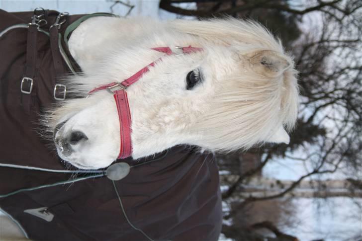 Islænder Pandra - Pandra den 14-2-2010 billede 9
