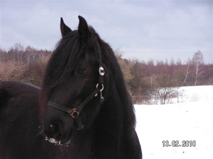 Frieser Renske Trienke - Renske Trienke billede 1