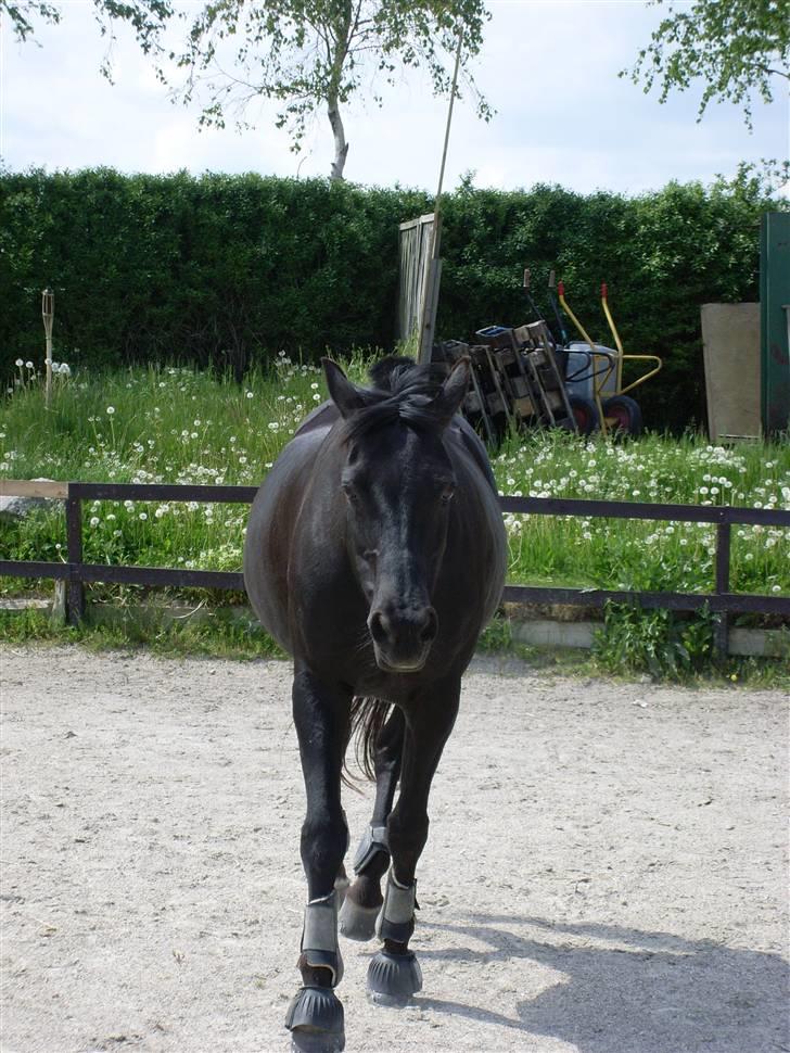 Dansk Varmblod Sahra- Må du hvile i fred billede 16