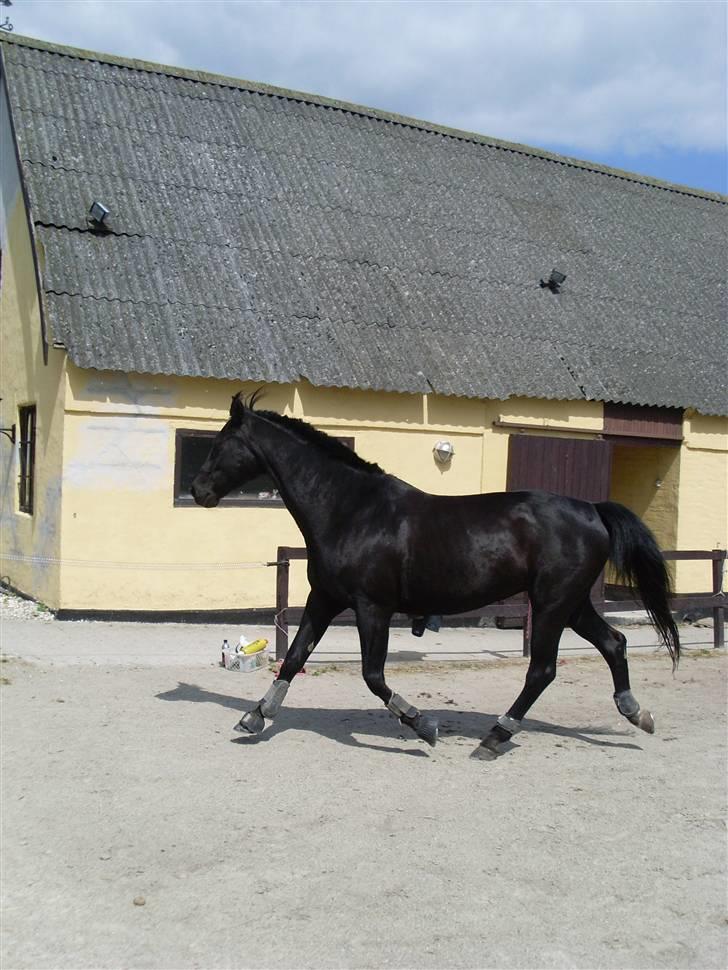 Dansk Varmblod Sahra- Må du hvile i fred billede 17