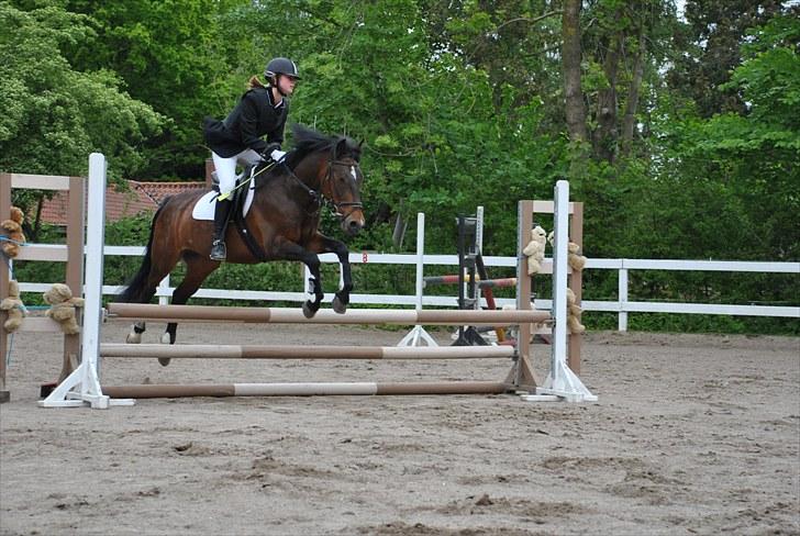 Anden særlig race Dundee - Red - springstævne med Signe på ryggen (: | Foto: Mig billede 4