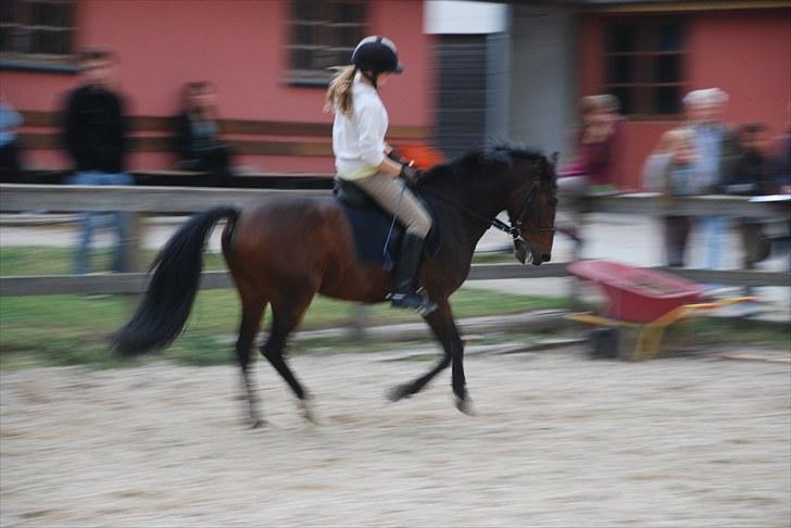 Anden særlig race Dundee - Red - Dressur (: billede 7