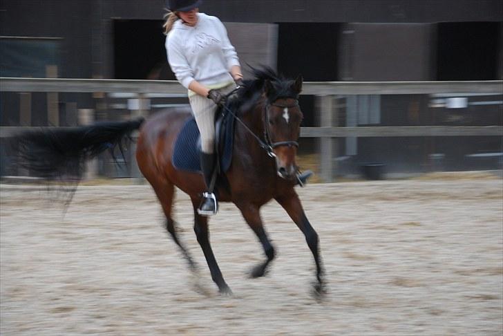 Anden særlig race Dundee - Red billede 9