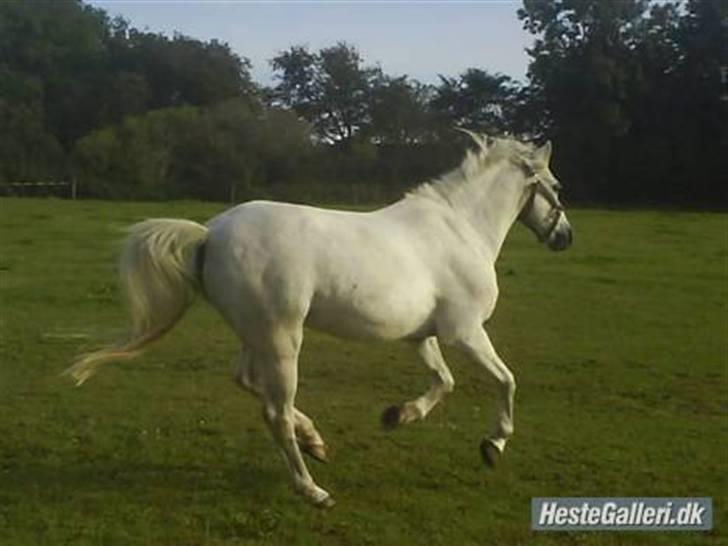 Welsh Pony af Cob-type (sec C) Little Ghost *x-part* <3 - Farvel puttemand! <3 billede 19