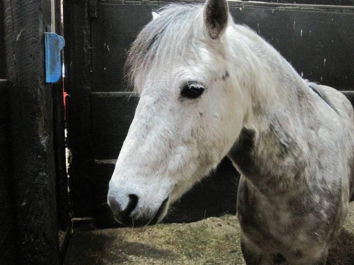 Anden særlig race Yankee billede 2