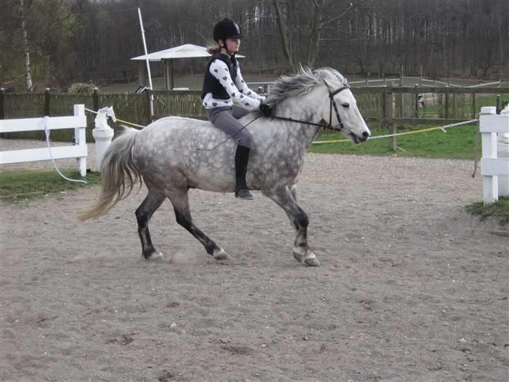 Anden særlig race Yankee - Jaa så galopere vi :D billede 4