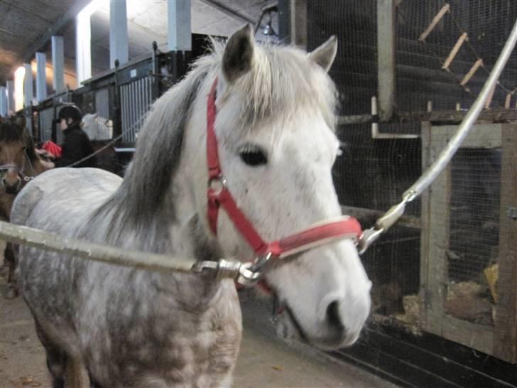 Anden særlig race Yankee - her strigler jeg ham efter og før vi har redet  billede 5