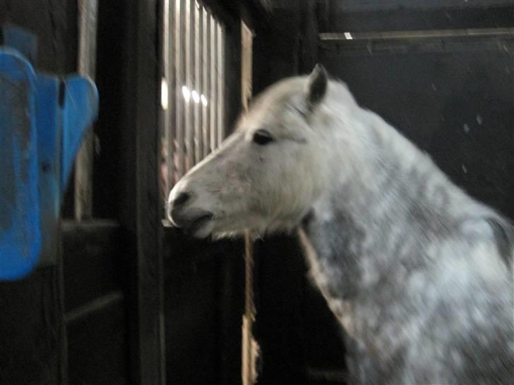 Anden særlig race Yankee - Yankee står og kigger efter maden om er på vej :) billede 7