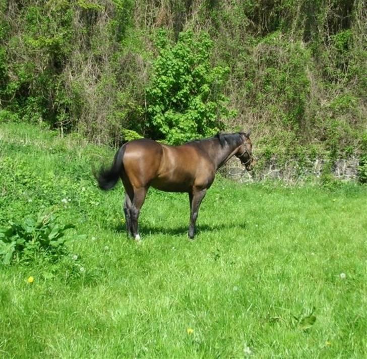 Anden særlig race Arthur - ET BILLEDE HANS TIDLIGERE EJER SENDTE. SÅDAN SÅ HAN UD I ÅR 2008 :`) billede 11